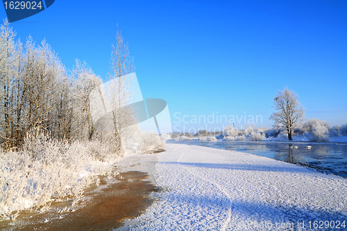 Image of snow bushes on coast river