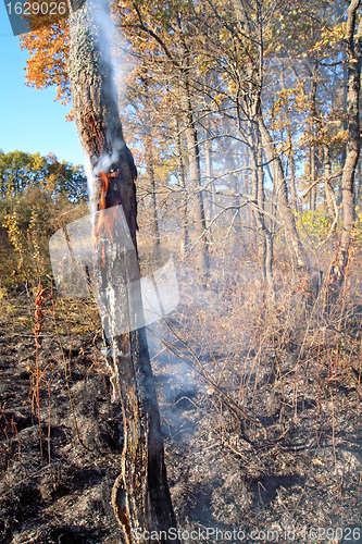 Image of fire in wood 