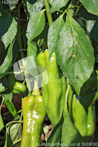 Image of green pepper on branch in hothouse 