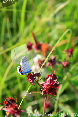 Image of blue butterfly on red flower