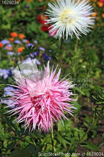 Image of summer flowerses in town garden