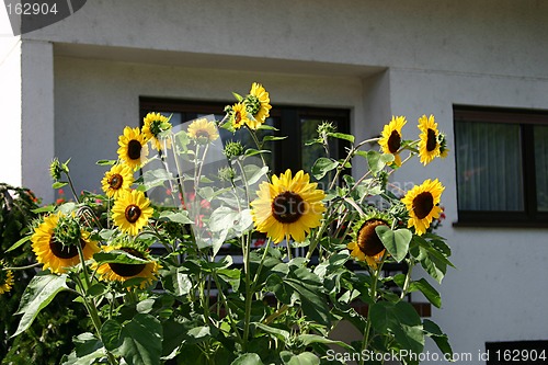 Image of sunflowers at a house