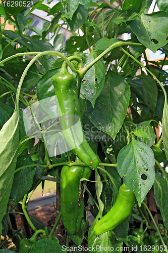 Image of green pepper on branch in hothouse