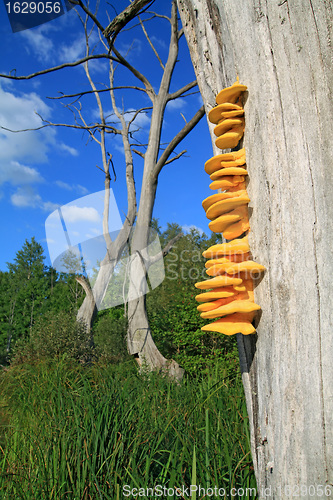 Image of yellow mushroom on dry tree