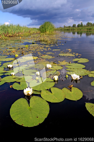 Image of water lilies on small lake 