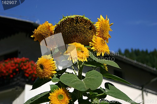 Image of sunflowers at a house