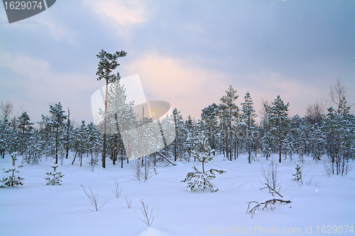 Image of small pine on winter marsh 