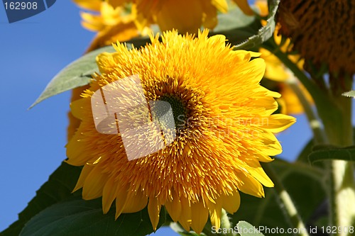 Image of sunflower