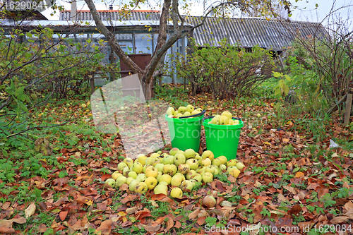 Image of apple in pail in autumn garden