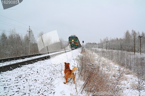 Image of redhead dog will attack train