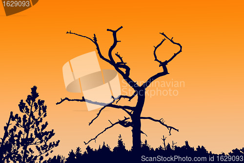 Image of  silhouette dry tree