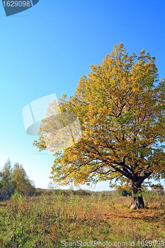 Image of yellow debit on autumn field