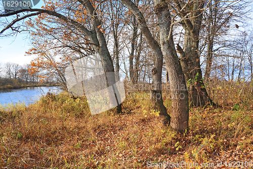 Image of oak wood on coast river