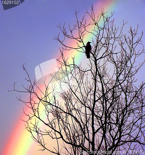Image of crow on tree