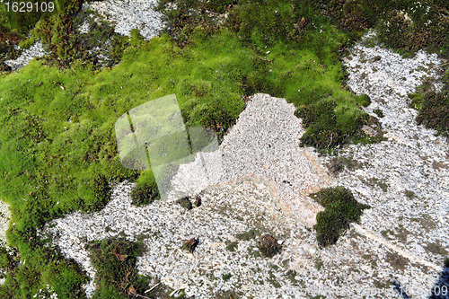 Image of green moss on gray stone