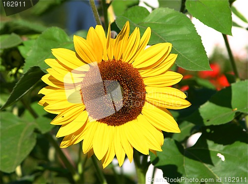 Image of sunflower