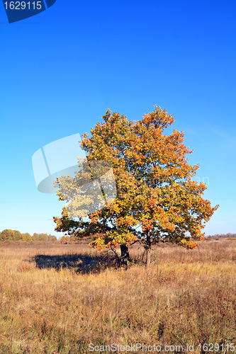 Image of yellow oak on autumn field