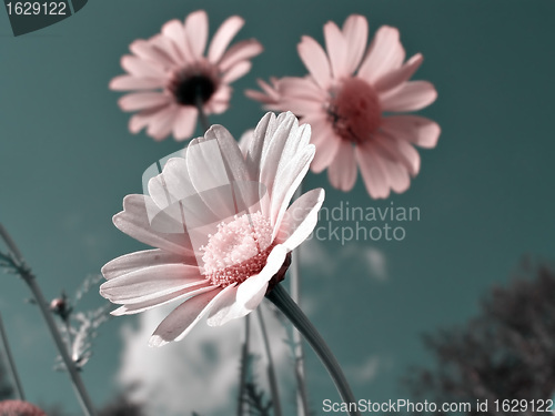 Image of chrysanthemums in garden  