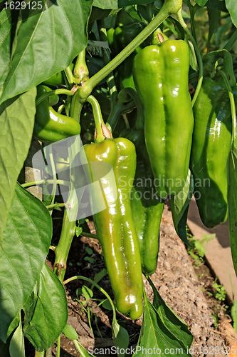 Image of green pepper on branch in hothouse