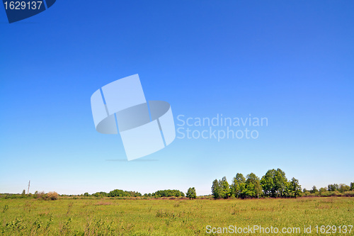 Image of birch copse on autumn field