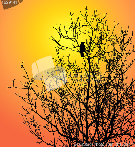 Image of single bird on tree on background sun 