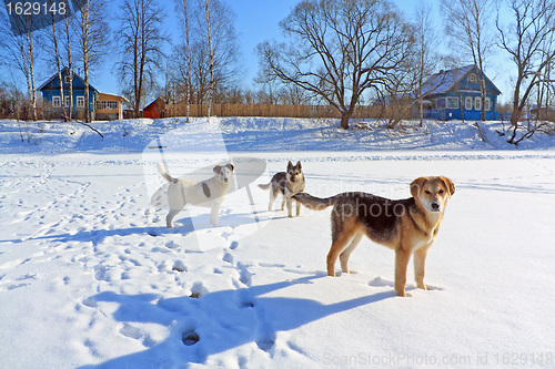 Image of stray dogs on ice river 