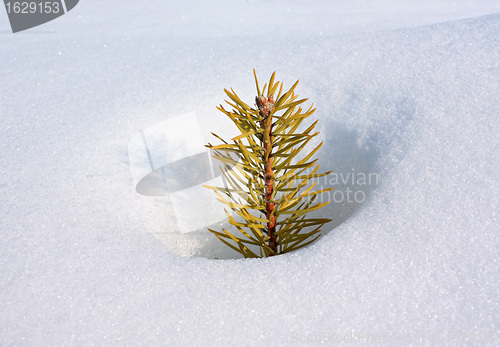 Image of small pine in deep snow