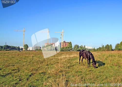 Image of horse grazes on meadow against new building 