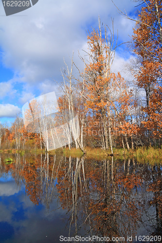 Image of autumn wood on coast river