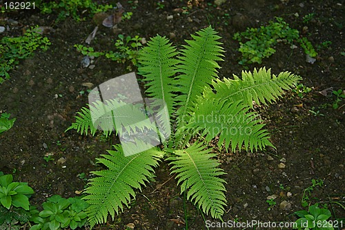 Image of fern in summer