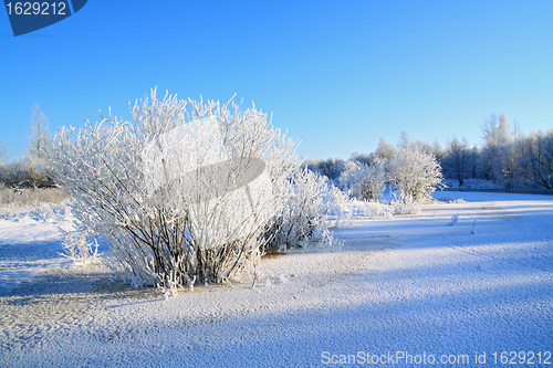 Image of snow bushes on coast river