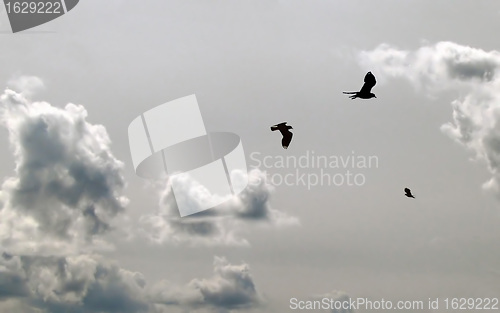 Image of three pewits 