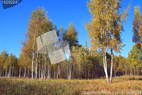 Image of autumn birch wood on blue background