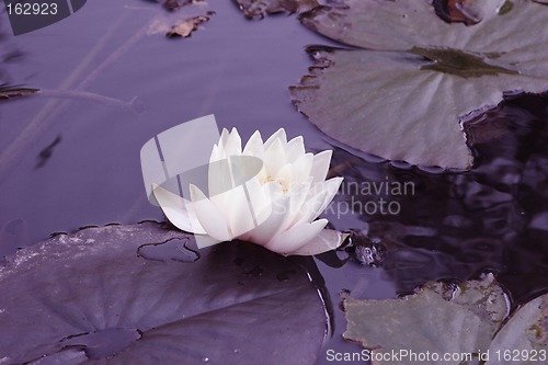 Image of water lily