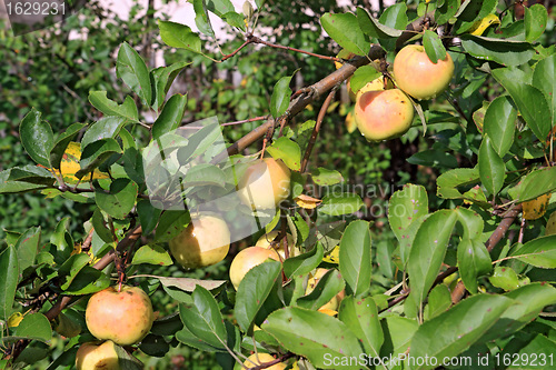 Image of apple on branch in autumn garden
