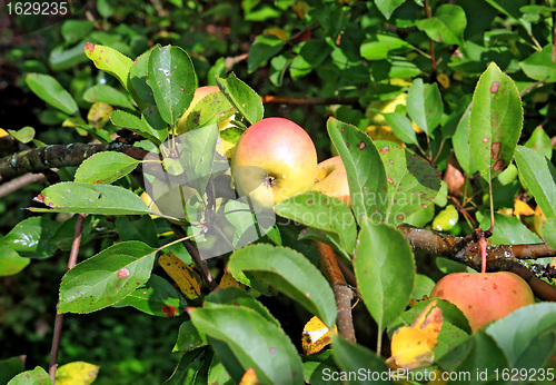 Image of apple on branch in autumn garden