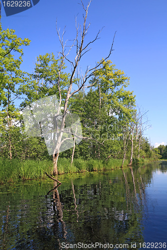 Image of dry tree on coast wood lake 