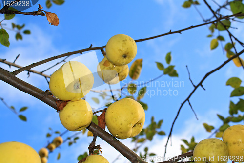 Image of apple on branch of the aple trees