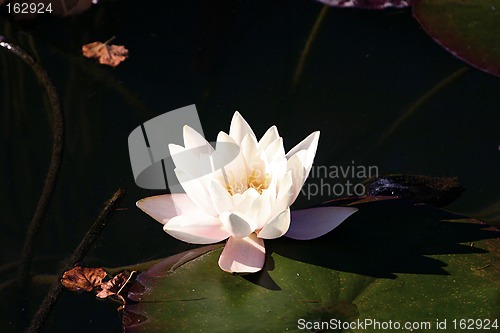 Image of water lily