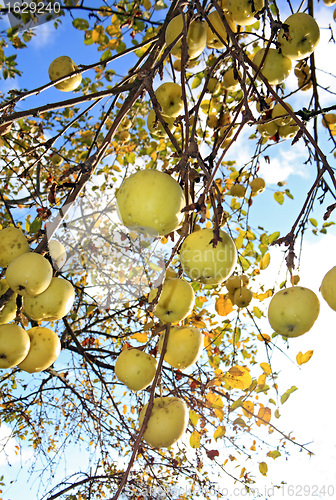 Image of apple on branch of the aple trees