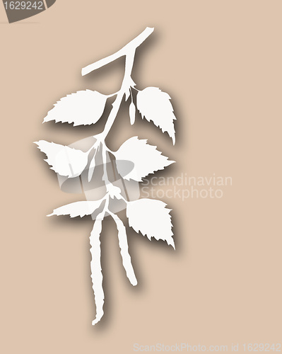 Image of branch of the birch on gray background