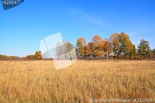 Image of yellow copse on autumn field 