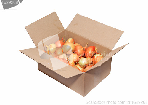 Image of onion in carton on white background