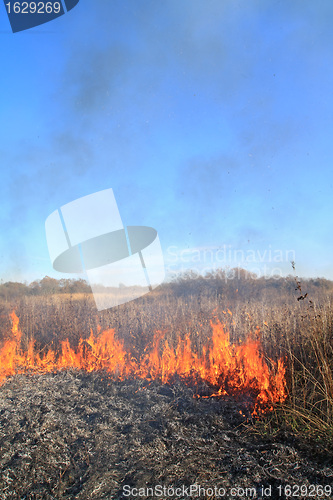 Image of fire in herb near oak wood 