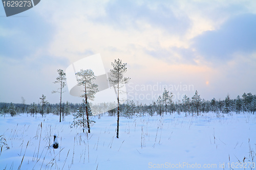 Image of small pine on winter marsh 