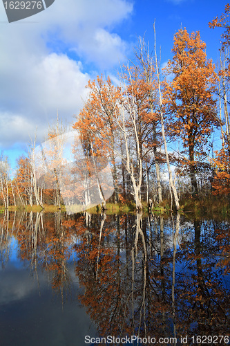 Image of autumn wood on coast river