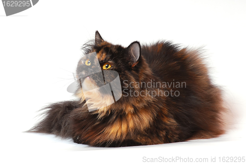 Image of Persian tortie cat on the white background