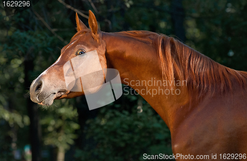Image of Red arabian horse portrait in darkgreen