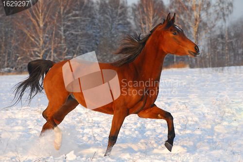 Image of Proud red arabian horse on a snow-covered field in sunset light