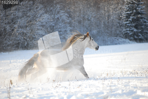 Image of Grey andalusian horse through gallops the snow